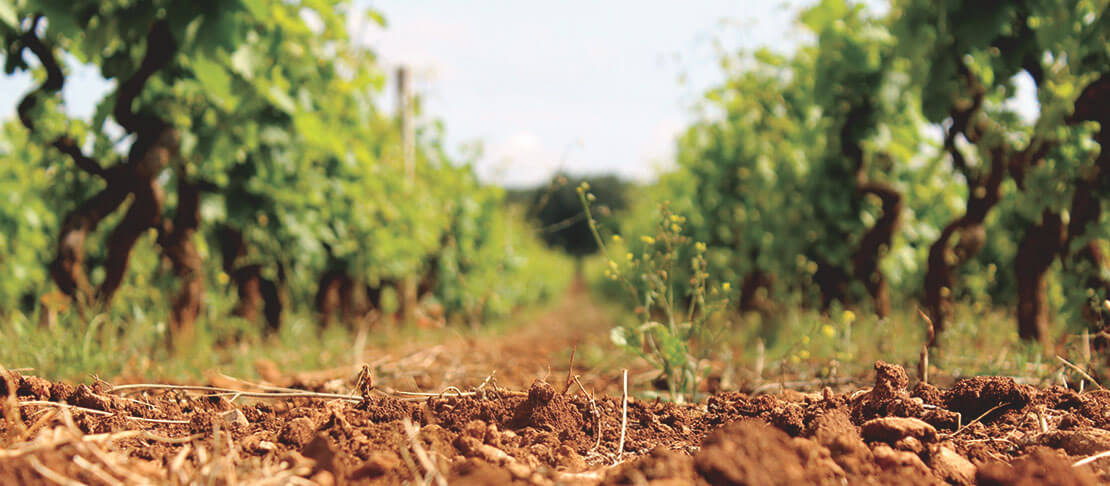 Banner Cantine San Marzano
