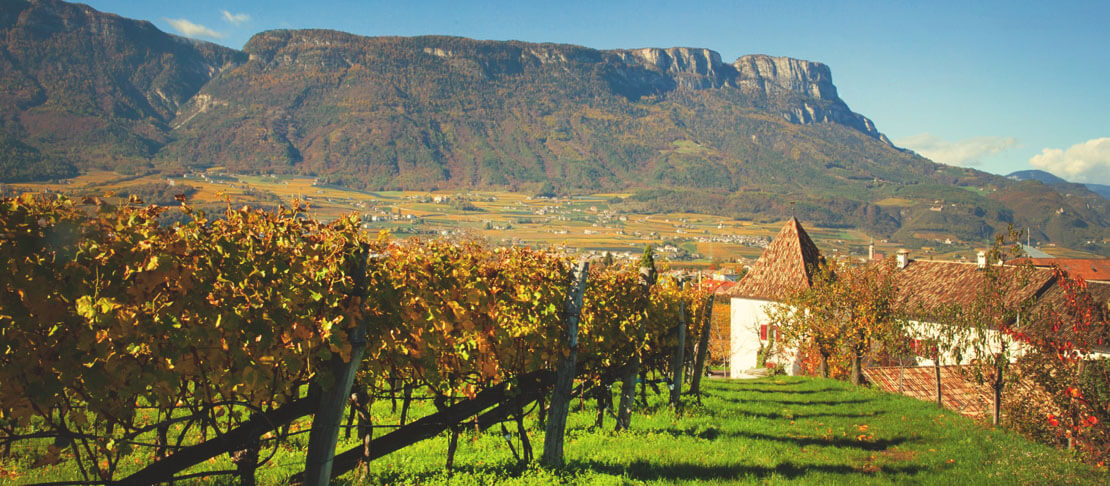 Banner Weingut Ignaz Niedrist