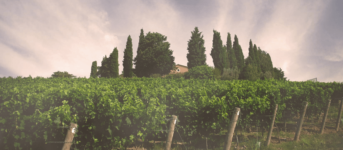 Banner Tenuta di Biserno