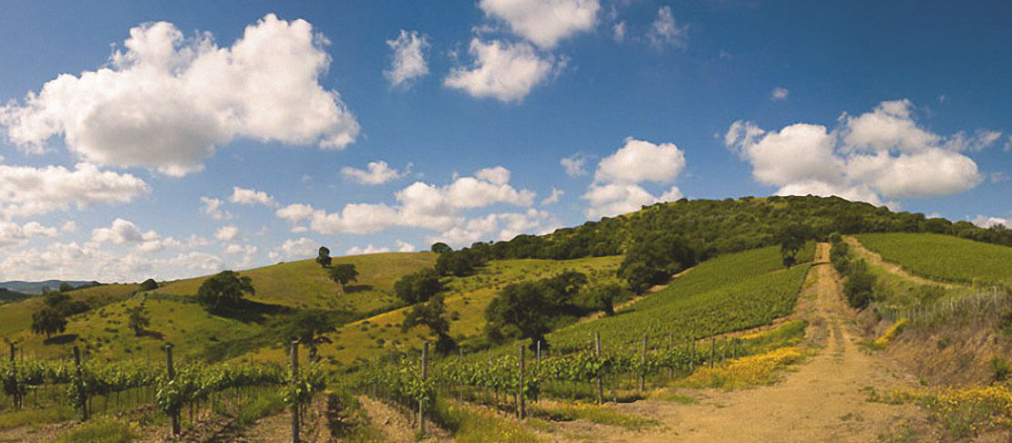 Banner Vignaioli Morellino di Scansano