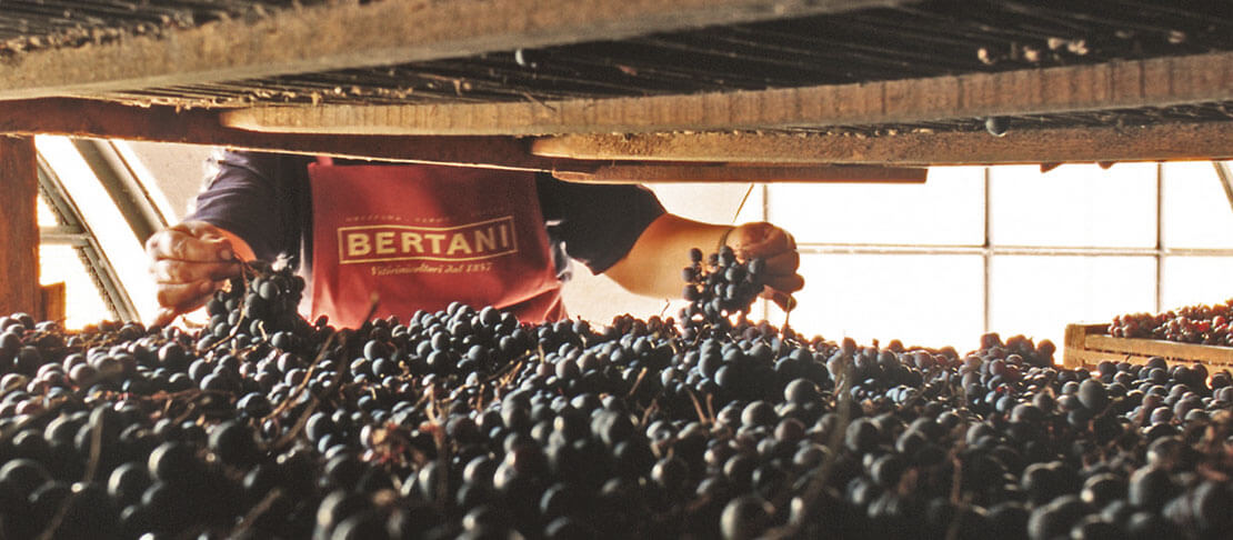 Banner Bertani
