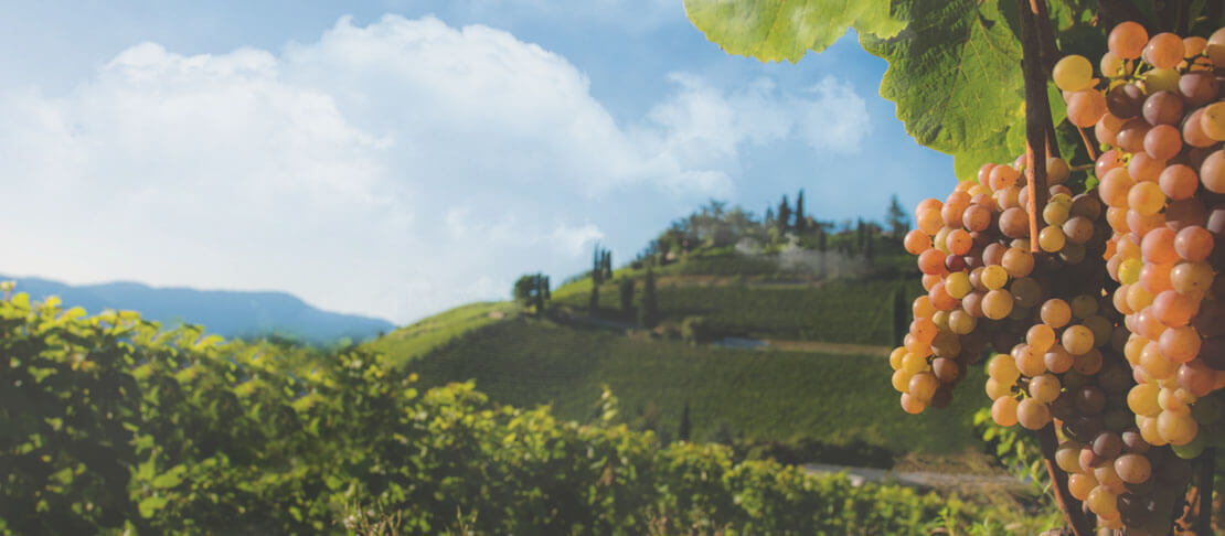 Banner Weingut H. Lentsch