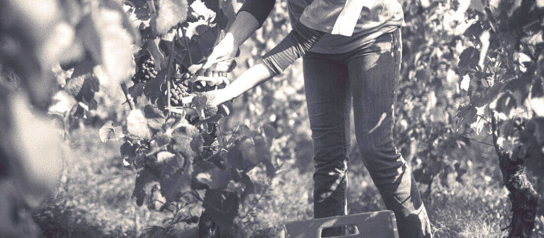 Banner Ca del Bosco