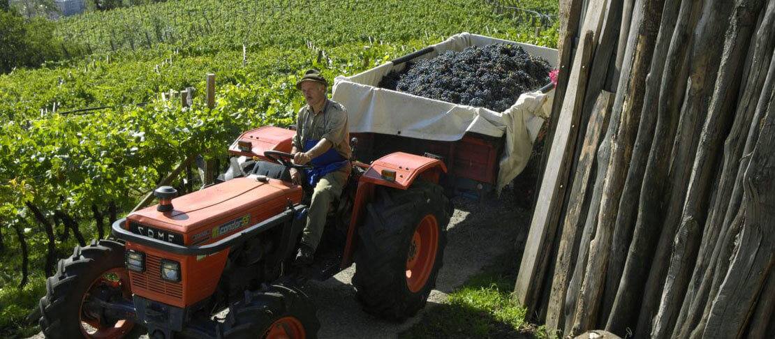 Banner Rottensteiner Weingut