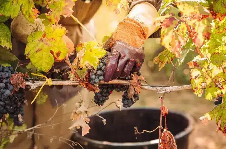 Primitivo di Manduria Titelbild
