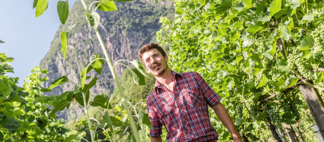 Hof Gandberg - Thomas NIedermayr Weinreben