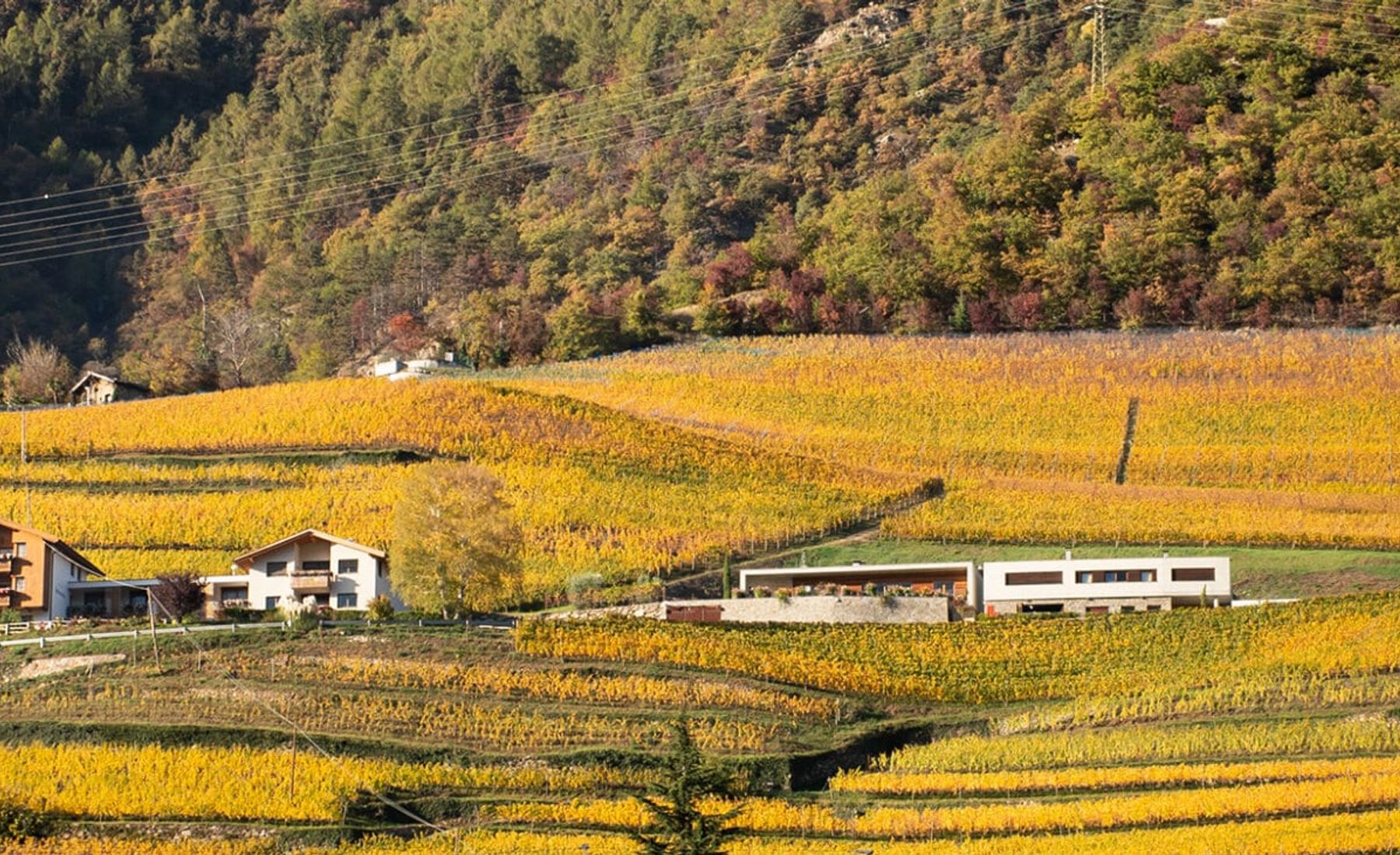 Banner Falkenstein
